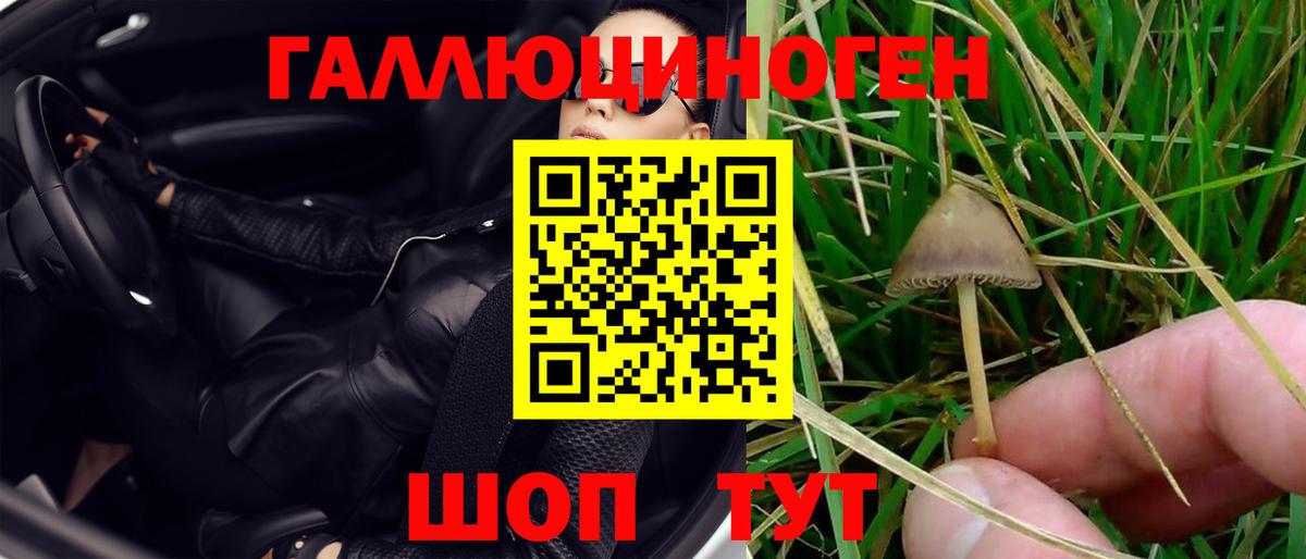 Галлюциногенные грибы Psilocybe Балахна